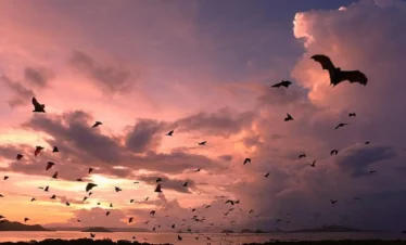 Labuan Bajo Sunset Cruise